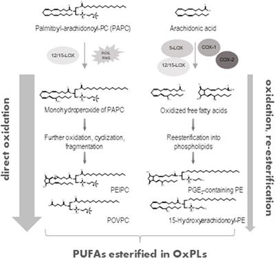 Oxidized phospholipids are biomarkers, drug targets, and drug leads